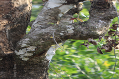 Dendrobium macrostachyum